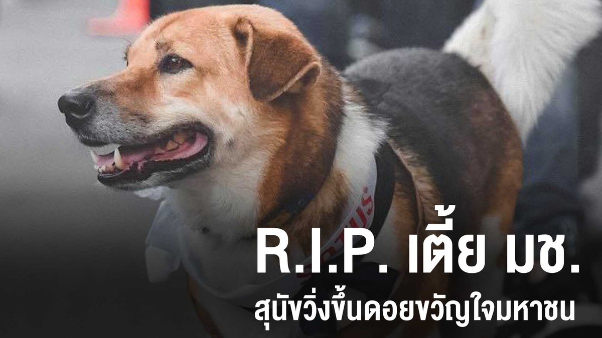 Thai PBS tweet media