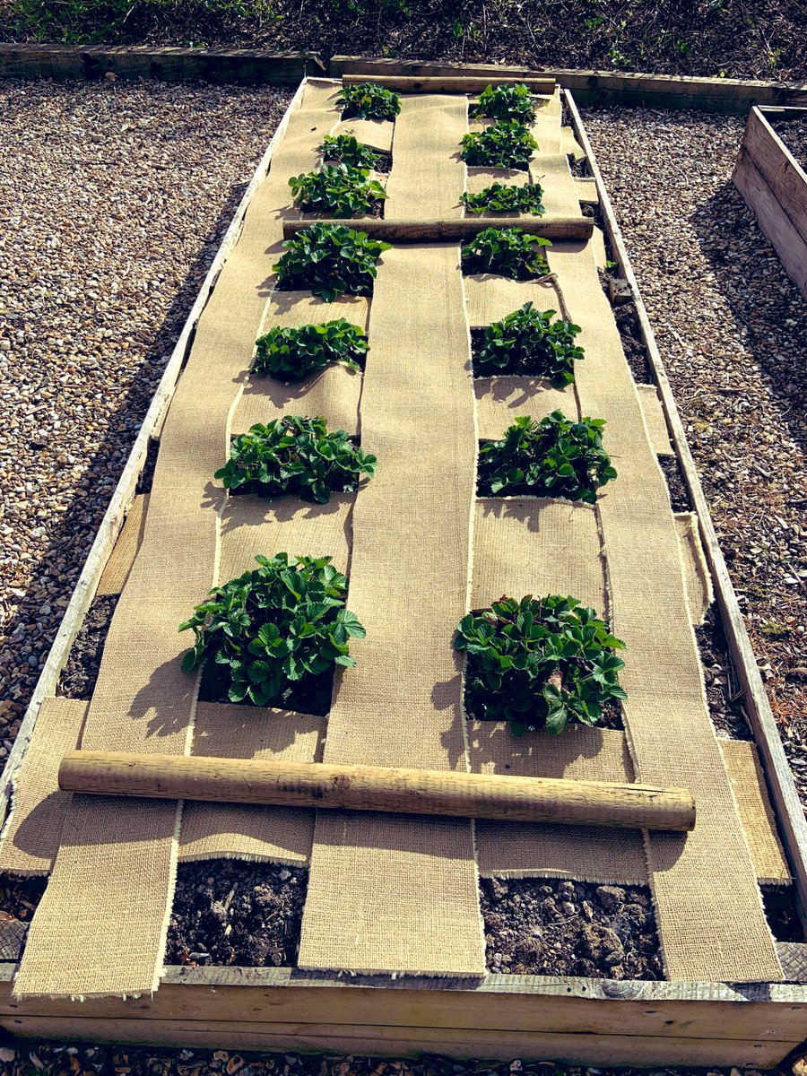 SkylarkArtist's tweet photo. Strawberry Patch...
#aseriousone #strawberry #growyourown #Wimbledon #effect #lifesacream
πππ https://t.co/XCMMphPCQ7