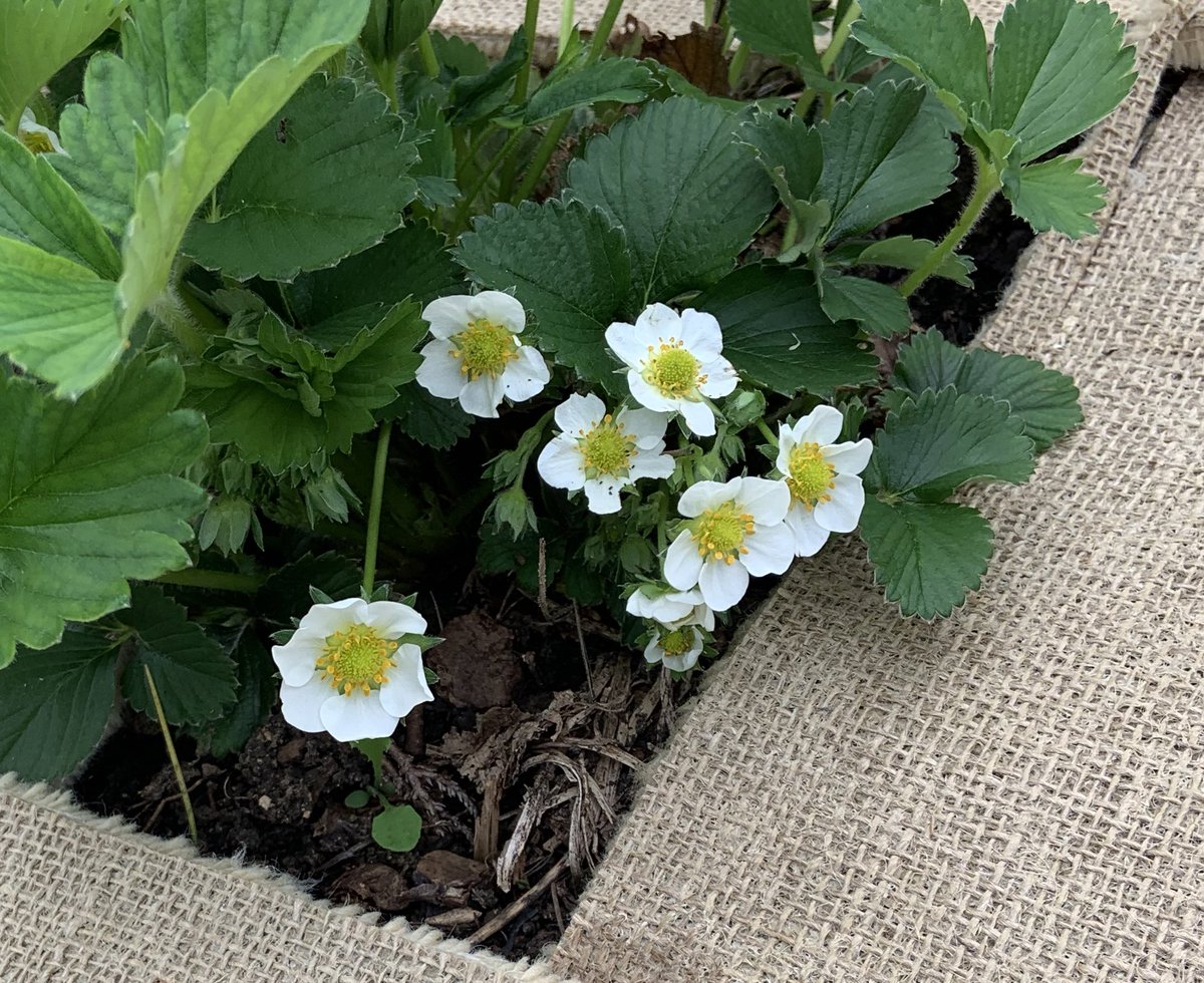 SkylarkArtist's tweet photo. Strawberry Patch...
#aseriousone #strawberry #growyourown #Wimbledon #effect #lifesacream
πππ https://t.co/XCMMphPCQ7