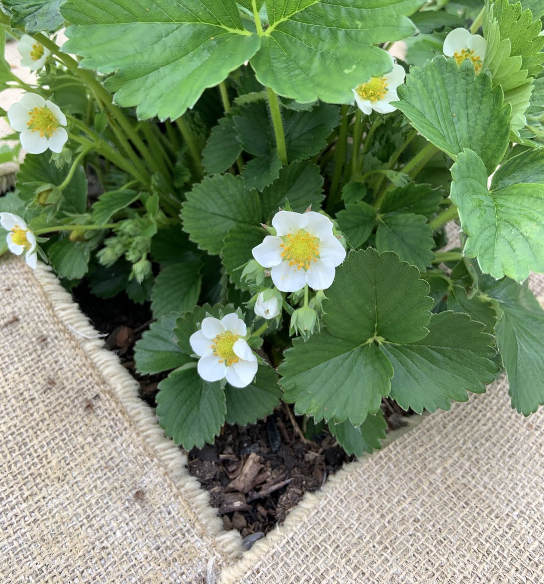 SkylarkArtist's tweet photo. Strawberry Patch...
#aseriousone #strawberry #growyourown #Wimbledon #effect #lifesacream
πππ https://t.co/XCMMphPCQ7