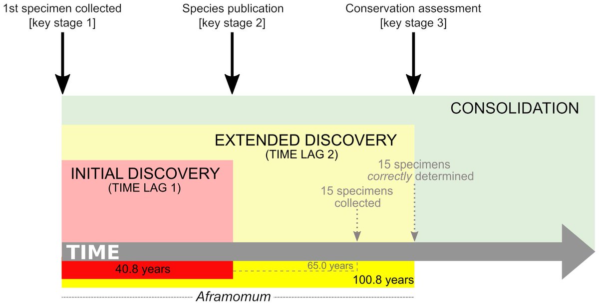 Well, in Aframomum I found a lag of 65 yrs between the collection of the 1st & 15th specimens of a species, but it takes even longer -> 100 years to correctly name the first 15 specimens.