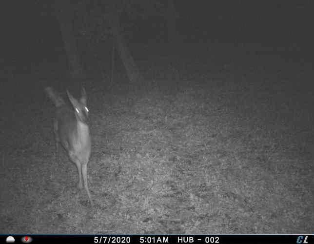 Jlane_22's tweet photo. Not a photo sequence I enjoy seeing. #Coyote was likely unsuccessful but I still can't stand those dirty bastards! #cuddeback https://t.co/hpCQXPiKWL