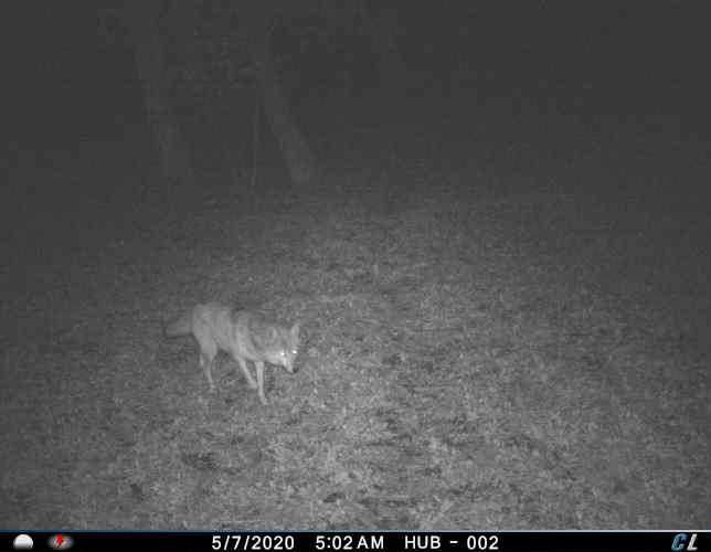 Jlane_22's tweet photo. Not a photo sequence I enjoy seeing. #Coyote was likely unsuccessful but I still can't stand those dirty bastards! #cuddeback https://t.co/hpCQXPiKWL