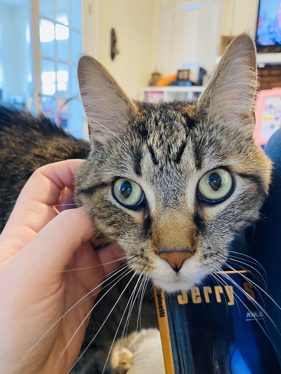 MrsSalosky's tweet photo. “Paws-atively Pet” Thursday! My fur babies Bella and Barney! 🐱 🐱 @McGuffey_MS @McGpride #McGConnected #Mc3G https://t.co/vdI03tS6g4