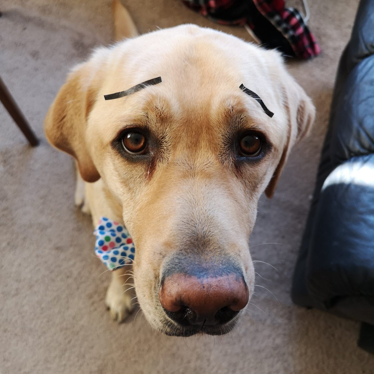 watson_the_lab's tweet photo. Send help..mom is bored..🤨
#dogsoftwitter #dogsduringlockdown #boredinthehouse https://t.co/p8Njui2lIJ