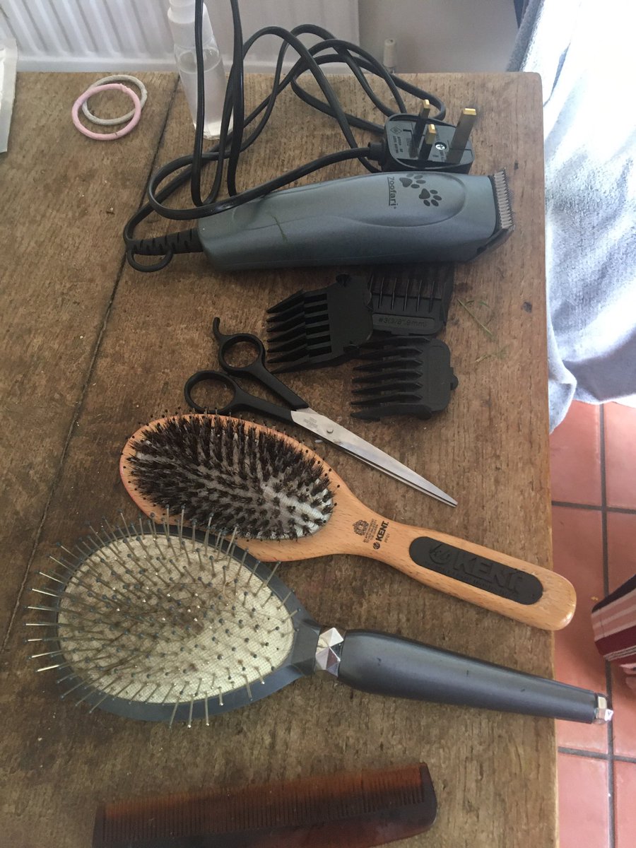 RemainingKind's tweet photo. Meg’s salon is open. She’s only done the dog before #day41oflockdown https://t.co/i9DcDGti9B