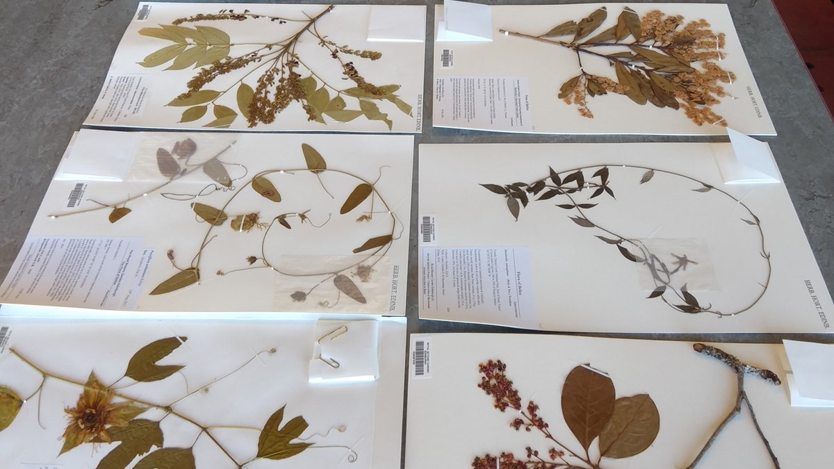 2) >50% of specimens in herbaria do not have the correct name  https://doi.org/10.1016/j.cub.2015.10.002So I wondered, what are the implications of this for our understanding of tropical plant species?