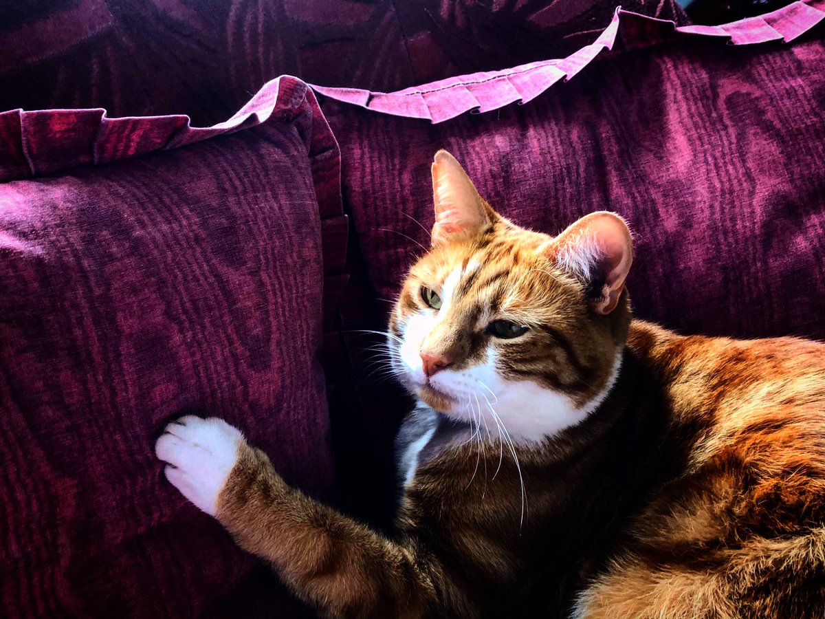 TheJaspeee's tweet photo. Now time to relax #CatsOfTwitter #catsofinstagram #CatsOnTwitter #catstagram #cats_of_instagram #CatsNaps #catsofquarantine #catlife #catmodel #catlover #catoftheday #catsposing IG Thejaspeee https://t.co/lEe1UChxHk
