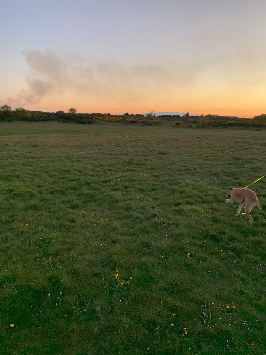 JosieWhippet's tweet image. Love my walks 🤍🦴