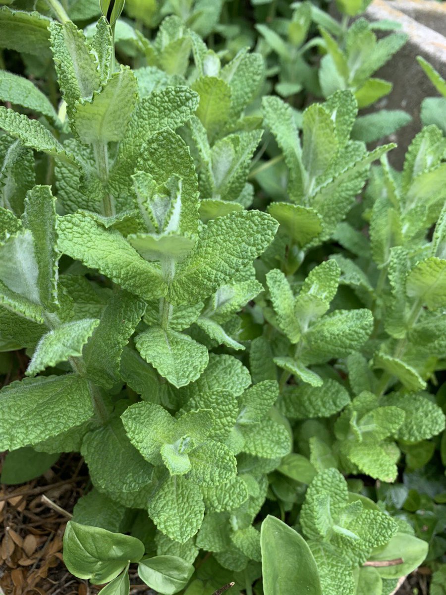 こんばんは、今日はお天気が良くて気持ちの良い日でした。今日も有難うございました。お疲れ様でした。お休みなさい。❤️😴🐶🌺💐🍀オレガノとミントです。