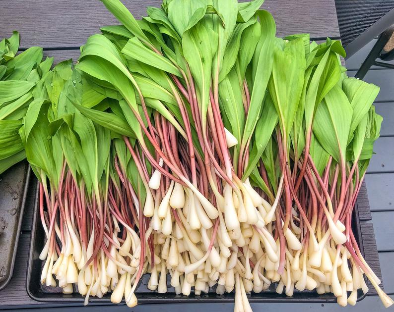 SausageFoundry's tweet photo. #Ramps sausage in effect! https://t.co/BnFEQTuvgs https://t.co/MEtwUVwYNO