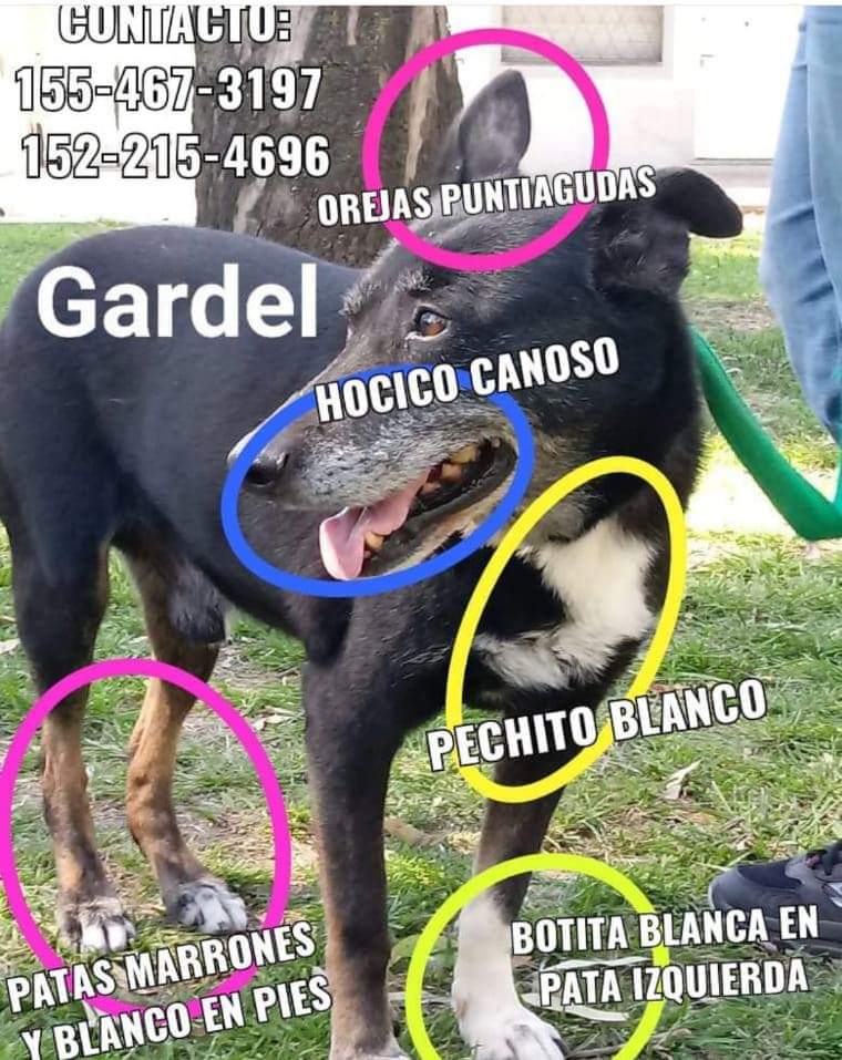 Se agradece RT. Se perdió en Pablo Podestá, Tres de Febrero.