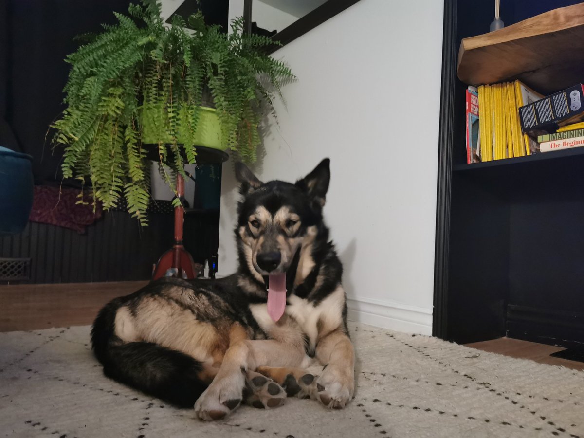 KathrynLear's tweet image. He's such a lazy colleague! #petsofmun