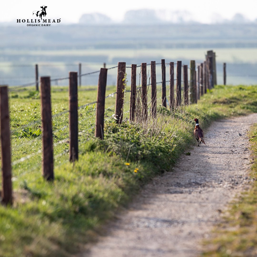 Are you within walking distance of one of our #milkvendingmachines ? Why not take a stroll and pick up some delicious #organicmilk. You can find our locations on our website: soo.nr/JWx8 who knows you spot someone else on a stroll 👀 #countrywalks #freshmilk