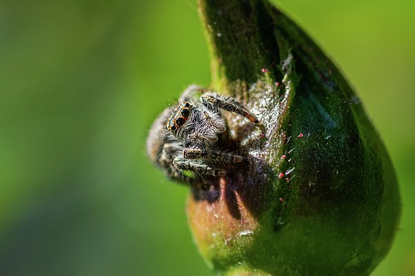 Matteo Viviani (@matteoviviani1) on Twitter photo New artwork for sale! - "The Spider and the rose blossom" - fineartamerica.com/featured/the-s… @fineartamerica New artwork for sale! - "The Spider and the rose blossom" - fineartamerica.com/featured/the-s… @fineartamerica