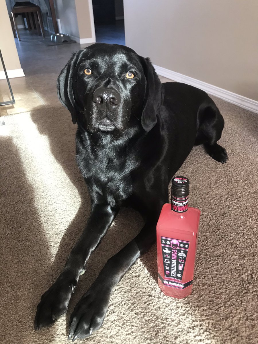 kosovo30's tweet photo. Guinness #PinkWhitDogs https://t.co/F45OeCmfh4
