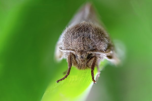 Matteo Viviani (@matteoviviani1) on Twitter photo New artwork for sale! - "The Moth" - fineartamerica.com/featured/the-m… @fineartamerica New artwork for sale! - "The Moth" - fineartamerica.com/featured/the-m… @fineartamerica