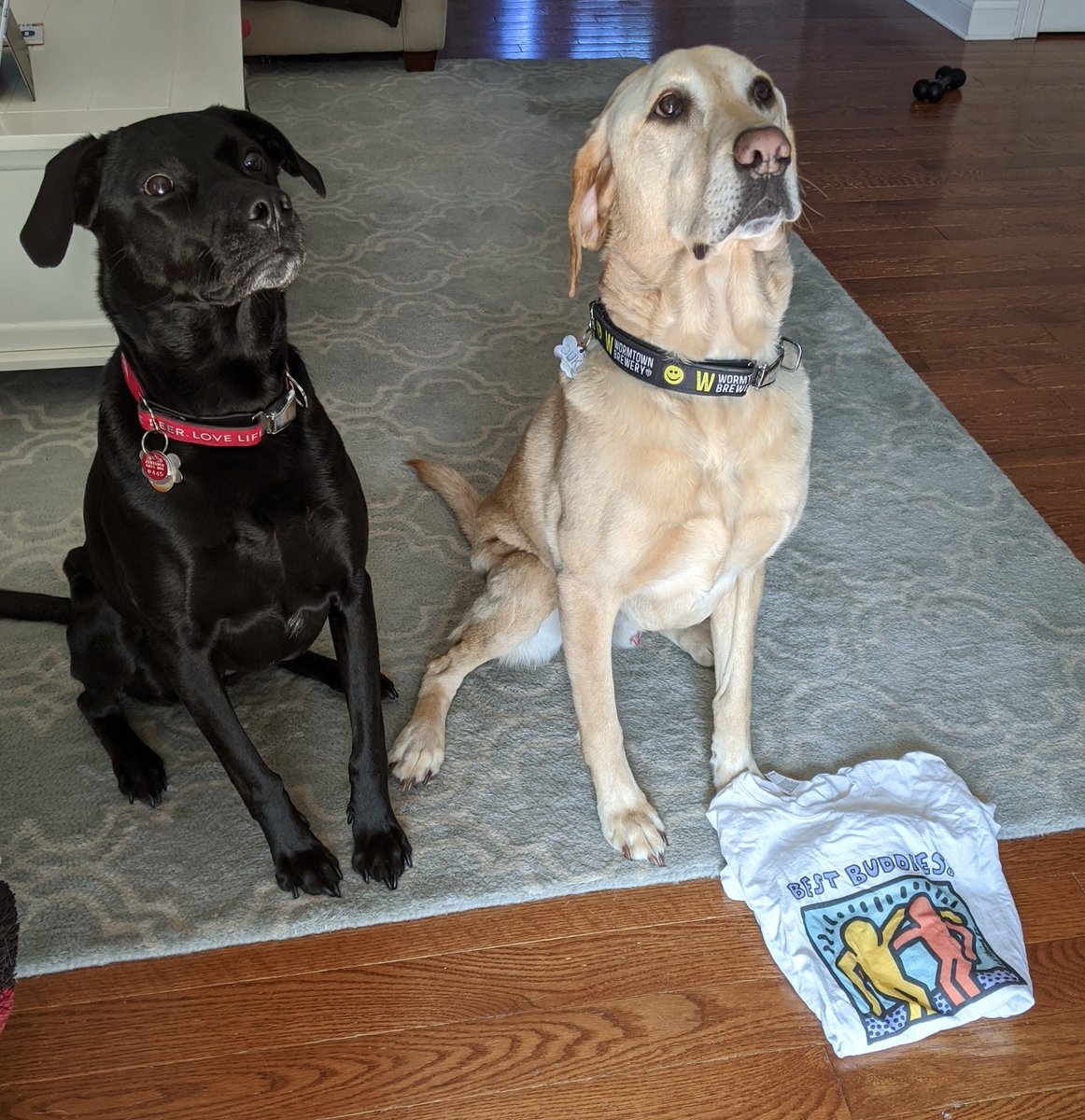 It required some bribery to get these 2 to sit and stay, but they are showing our #ahsbestbuddiesspirit #AHSBBSpirit <a href="/_AHSBestBuddies/">AHS Best Buddies</a>