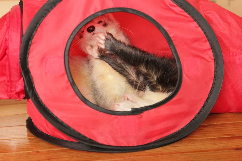 AngelCityFerret's tweet photo. Kudzu, "Krampus, play with me."

Krampus, "GO AWAY!"

Brotherly love. 
——————————————— 
The Greater Los Angeles Ferret Club.
———————————————— 
#CaliforniaFerrets #ferrets https://t.co/WxLp6RZ4y8