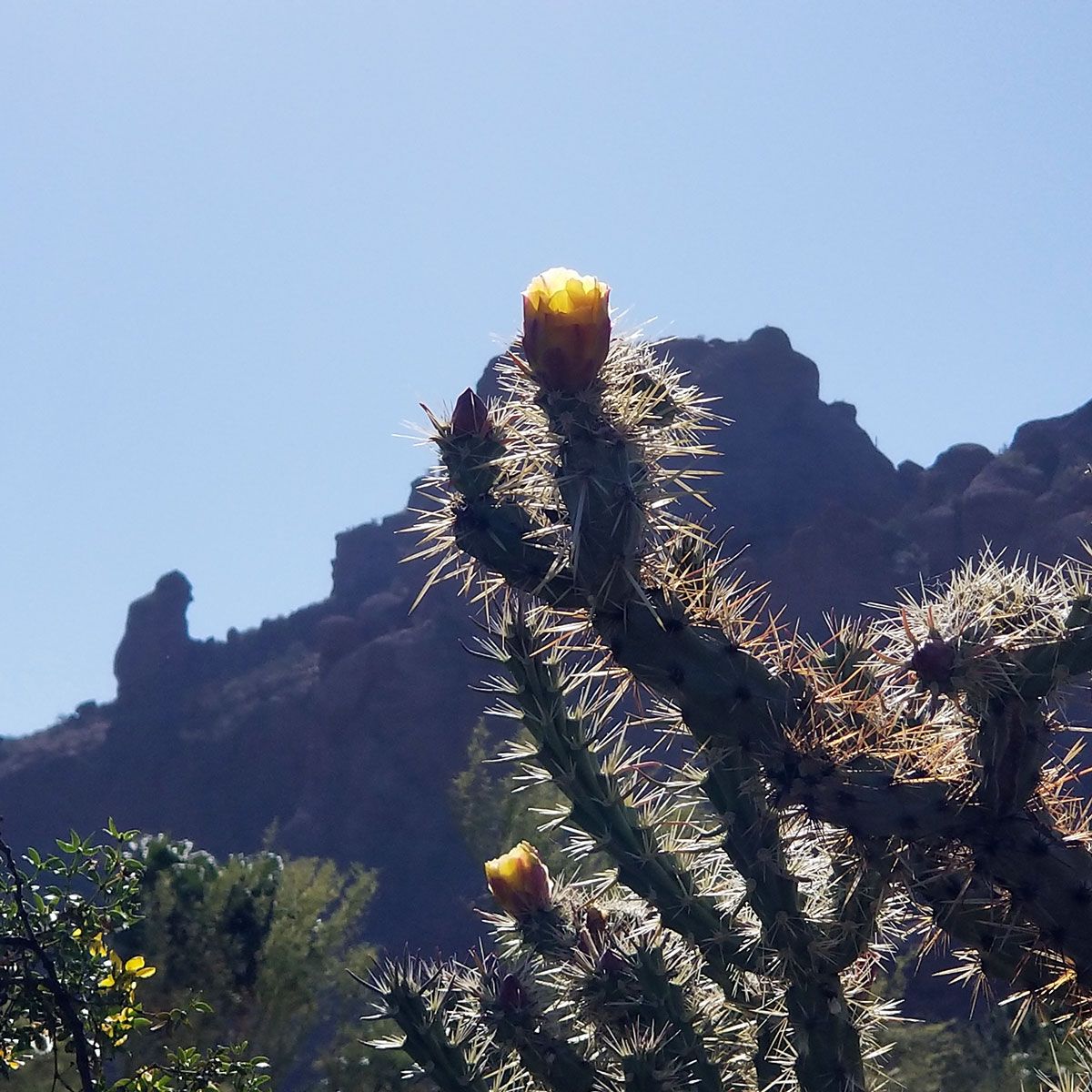 KevinCaronArt's tweet photo. Good morning, Friend! I caught this cactus bloom greeting Camelback Mountain's Praying Monk. May you, too, take a moment to wave at a stranger today.
- Kevin
https://t.co/WgelfAibc7 
.
.
#prayingmonk #camelbackmountain #KevinCaronArt https://t.co/r5Kkom8rrr