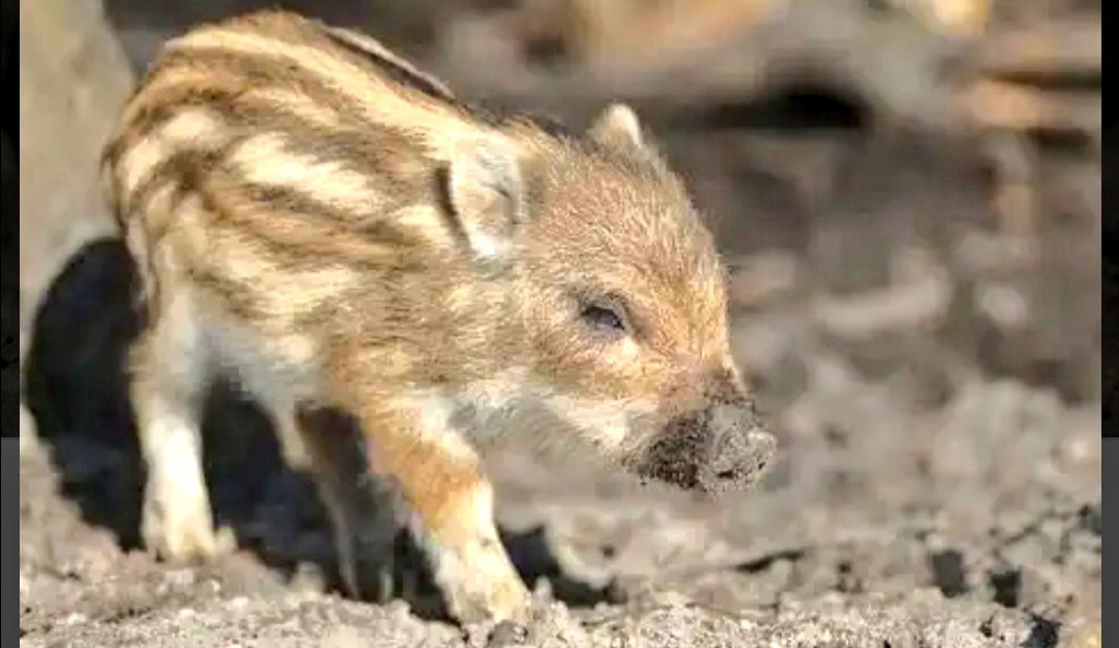 pauldunphy's tweet photo. Stop scrolling! π And ask yourself have you ever seen baby Boars before? No! Well... Ta da.. and they are called 'Boarlets'. Thank you @SeanMoncrieff who knew! Feel free to share and brighten up someones timeline. #Boarlets ππ #thursdayvibes #ThursdayMotivation https://t.co/dxouVbxroe