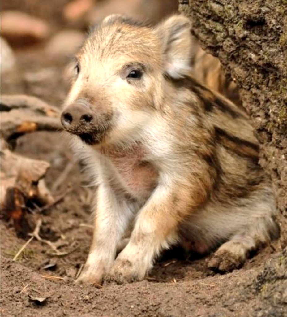 pauldunphy's tweet photo. Stop scrolling! π And ask yourself have you ever seen baby Boars before? No! Well... Ta da.. and they are called 'Boarlets'. Thank you @SeanMoncrieff who knew! Feel free to share and brighten up someones timeline. #Boarlets ππ #thursdayvibes #ThursdayMotivation https://t.co/dxouVbxroe