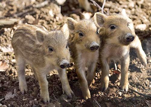 pauldunphy's tweet photo. Stop scrolling! π And ask yourself have you ever seen baby Boars before? No! Well... Ta da.. and they are called 'Boarlets'. Thank you @SeanMoncrieff who knew! Feel free to share and brighten up someones timeline. #Boarlets ππ #thursdayvibes #ThursdayMotivation https://t.co/dxouVbxroe