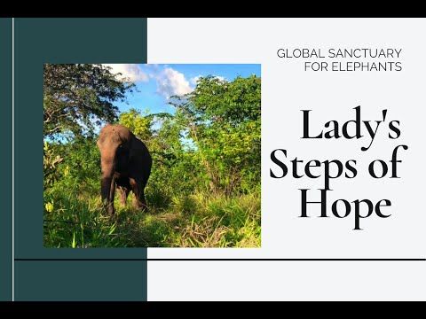 If you aren't familiar with Lady and our #StepsofHope fundraiser (Happening now! 24-hours only!), please watch this video :  buff.ly/3b4tiWM Link to donate : buff.ly/2Iw5JYU