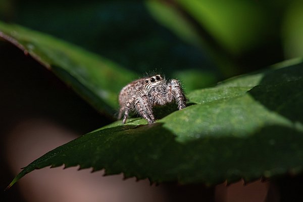 Matteo Viviani (@matteoviviani1) on Twitter photo New artwork for sale! - "The jumping spider and the leaf" - fineartamerica.com/featured/the-j… @fineartamerica New artwork for sale! - "The jumping spider and the leaf" - fineartamerica.com/featured/the-j… @fineartamerica
