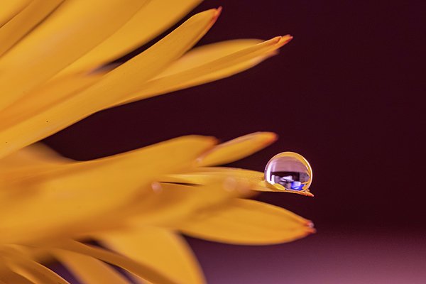 Matteo Viviani (@matteoviviani1) on Twitter photo New artwork for sale! - "The droplet" - fineartamerica.com/featured/the-d… @fineartamerica New artwork for sale! - "The droplet" - fineartamerica.com/featured/the-d… @fineartamerica
