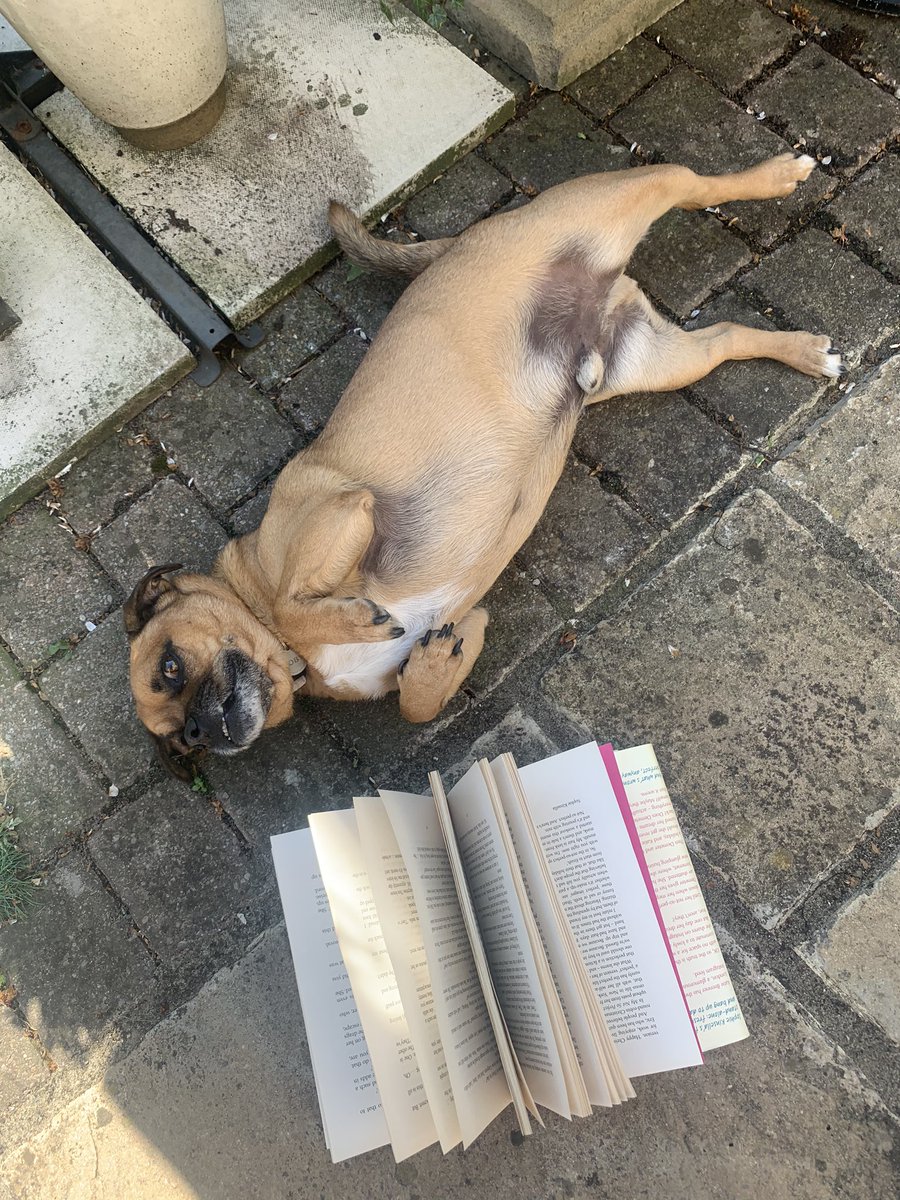 kgx92335435's tweet photo. My fur-children getting into the reading spirt for @bramley_park’s #WILDREAD today. I am not sure they are too impressed with the choice of book. I think they would prefer one about cats. https://t.co/SokOtxLgbh