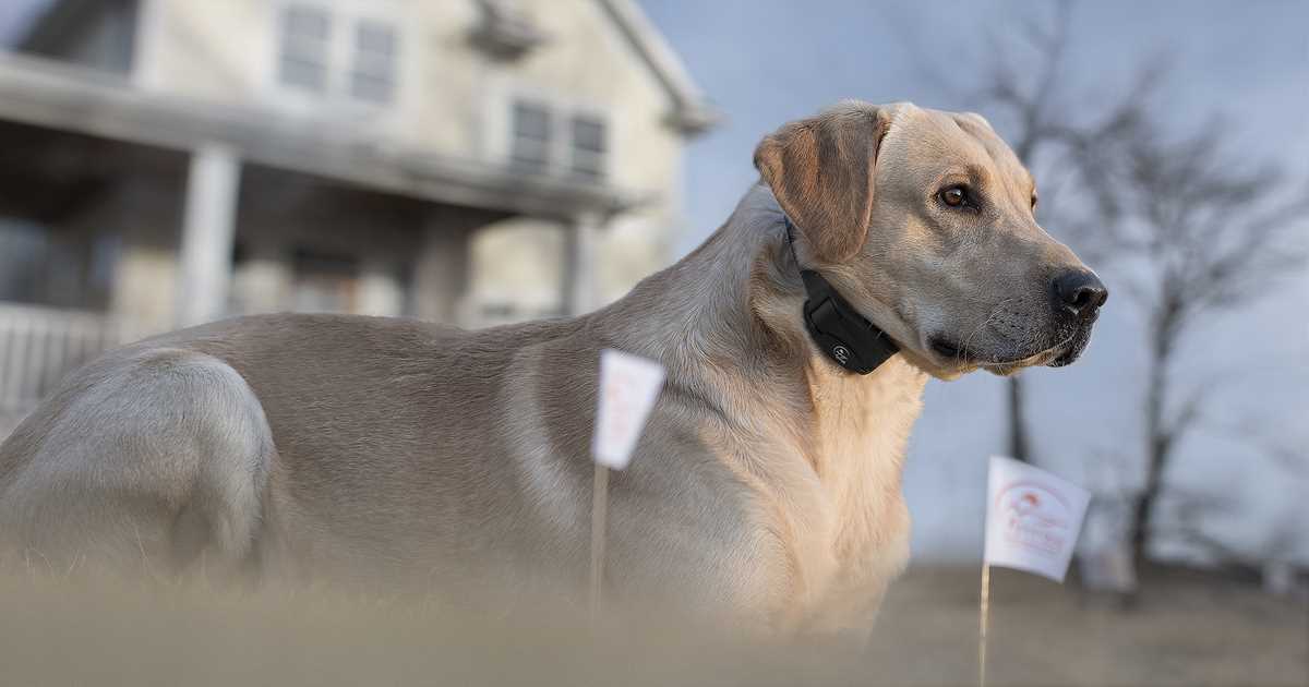 DucksUnlimited's tweet photo. Just like modern e-collars, the newest in-ground fencing systems, also known as containment systems, have improved life for dogs and their owners.
Read more: https://t.co/OchhA5cof2
#SportingDogSpringTraining | Brought to you by @SportDOGBrand https://t.co/bKmP6sUnjh