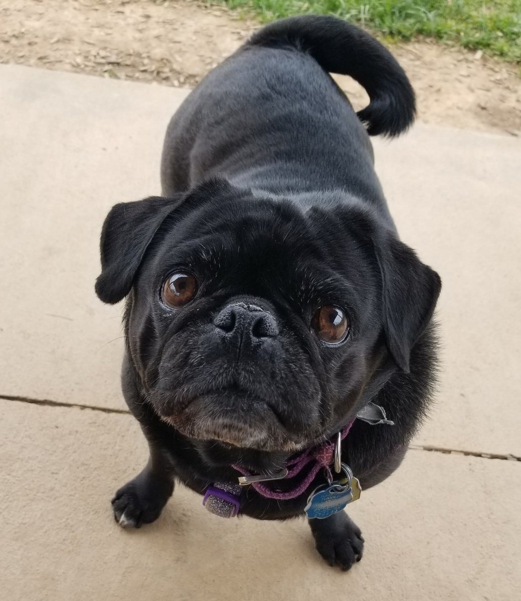 DottiePug's tweet photo. My feelings are hurt friends. A lady today called me a "vicious little thing" because she thought I was snarling at her. I was just snorting! I have a short nose so I snort a lot!! 😢😫🥺 I'm really very sweet!! ❤❤❤ https://t.co/KFm97WCAgN