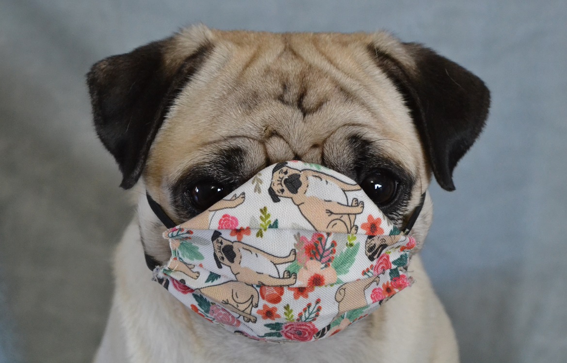 DaPuglet's tweet photo. Boo Lefou wearing his PPE Pug Protective Equipment. LOL Be safe everyone! xo #coronavirus #PPE #pug #maskchallenge #DogsofTwittter #dog #COVID19 #StayHome #mask #SocialDistancing #FirstResponders https://t.co/vaTnYRgxVv