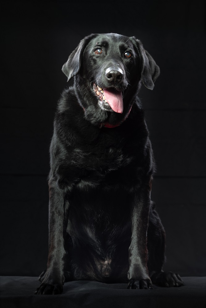 HeroDogAwards's tweet photo. The first round of #voting for the @HeroDogAwards, presented by the @LoisPope1 Life Foundation, closes TODAY AT 3pm ET/12pm PT. Cast your last #vote to help select the 21 #dogs moving forward in the competition! @hallmarkchannel https://t.co/1SVTfOGGyy https://t.co/jsKkQcVg01