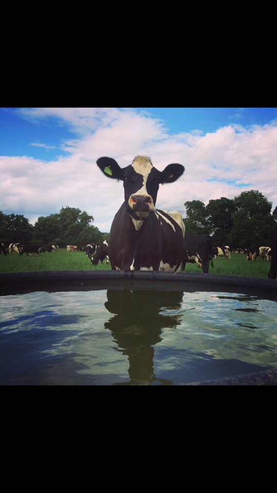 *** The Dairy Hardship Fund ***
For any UK dairy farmers seeking financial aid to tackle the economic damage done by the COVID-19 Pandemic, please read Promar's online article below:

promar-international.com/bounce-back-lo…