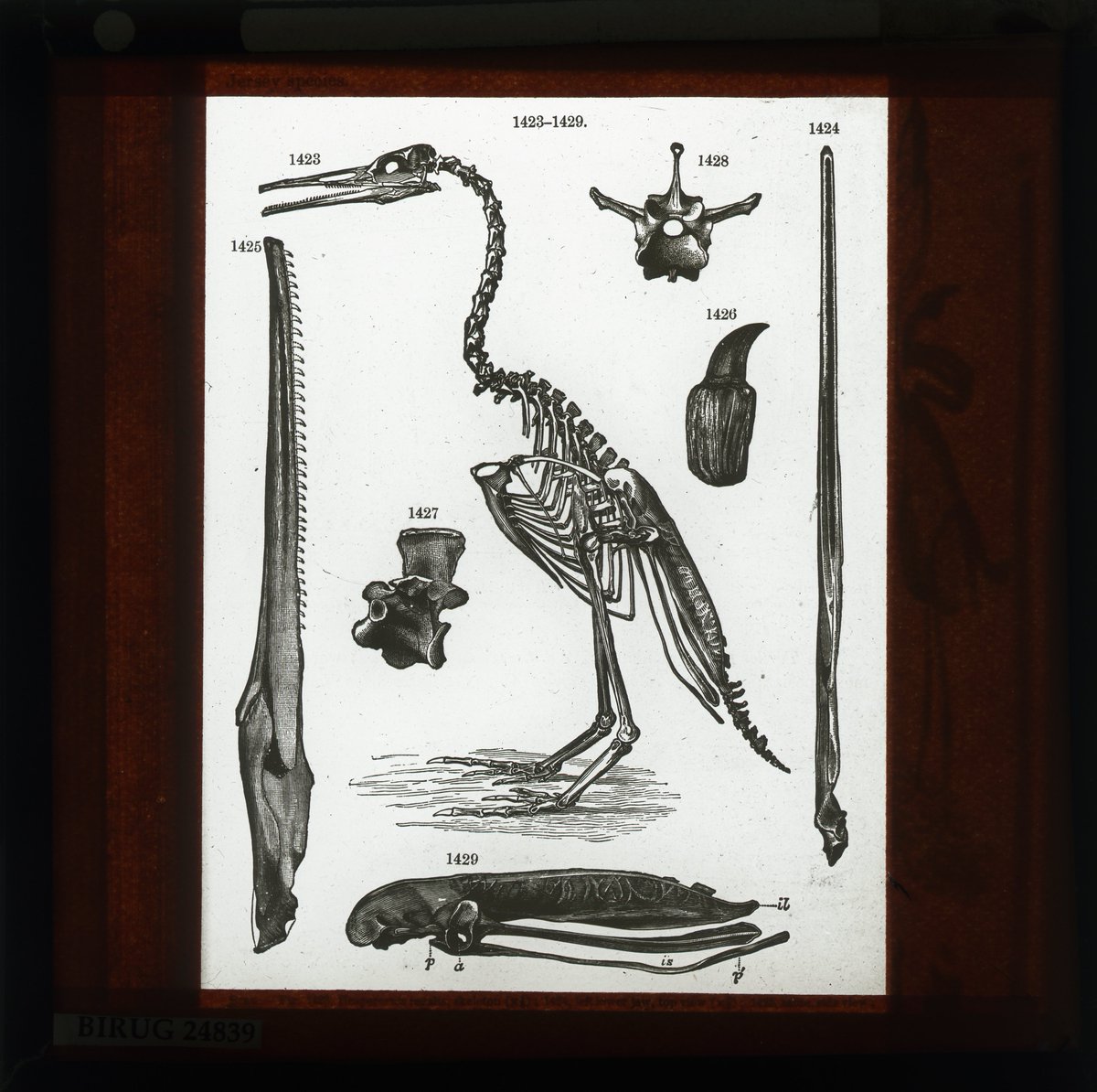 lapworthmuseum's tweet photo. @YorkshireMuseum This #MagicLanternSlide shows Hesperornis, a now extinct flightless aquatic bird! #BestBird #CURATORBATTLE #MuseumFromHome https://t.co/ZXBnkbeQOA