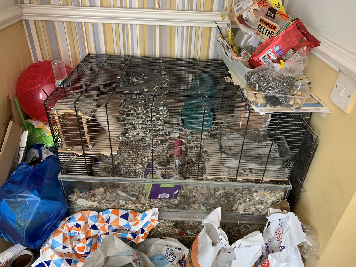 RandTRescue's tweet photo. Our collection of small furries in the living room! They keep us entertained all day long! https://t.co/XorLvagyx5