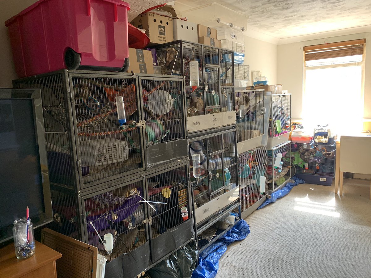 RandTRescue's tweet photo. Our collection of small furries in the living room! They keep us entertained all day long! https://t.co/XorLvagyx5