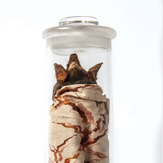 Pitt_Rivers's tweet photo. #PittSpot A model of a dried mole in a silk bag, probably once worn as a charm to promote good health and, by implication, to ward off evil. Notes point out this is "a model only, as the custom has died out." Collected by Edward Lovett https://t.co/gMZdcj9nTq #FolkloreThursday https://t.co/312f6nMn5x
