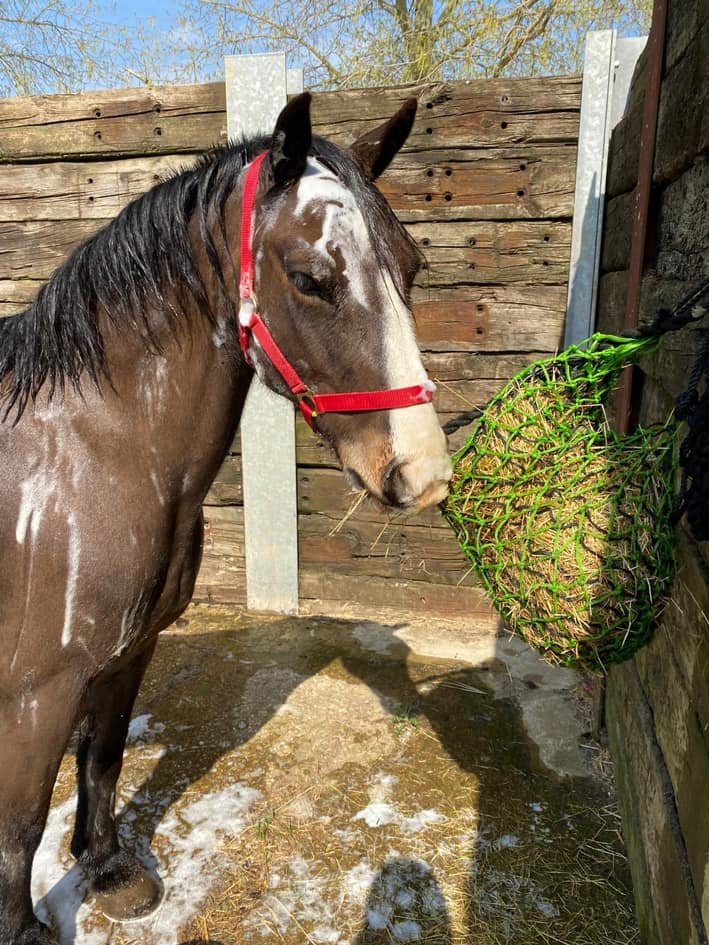 Spread soap suds not #Strangles says <a href="/horsetrust/">The Horse Trust</a> Teddy #SAW2020 <a href="/RedwingsHS/">Redwings</a> See how with this funky animation! youtu.be/fy2PAcKNaZo  Join the fight against strangles redwings.org.uk/strangles/make…