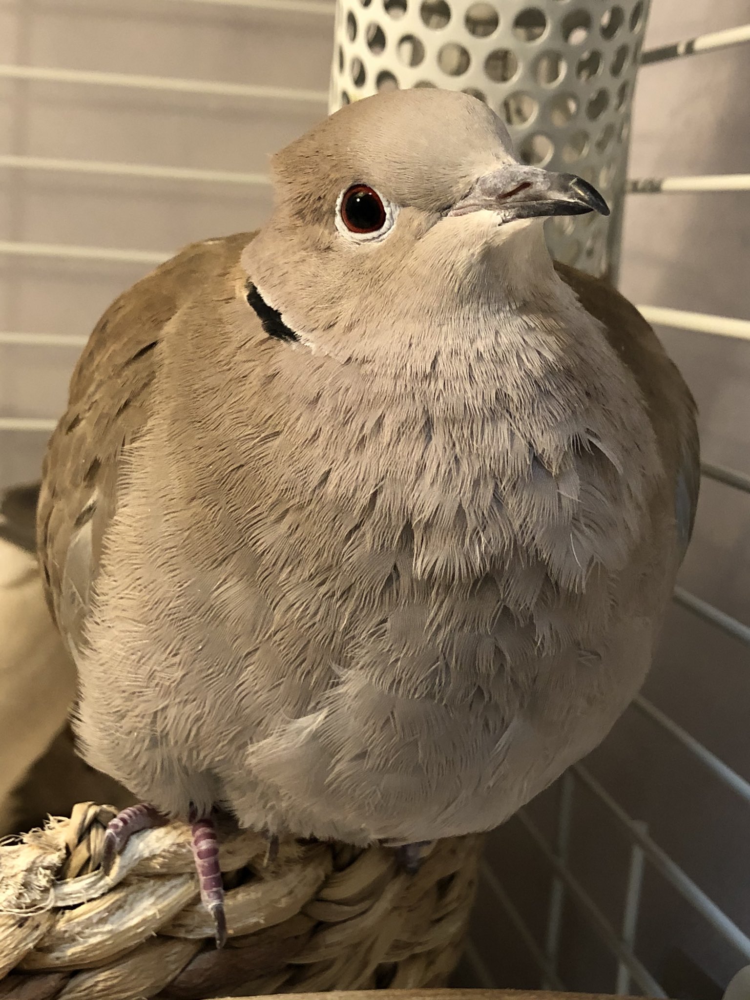 ハト屋 on X: 