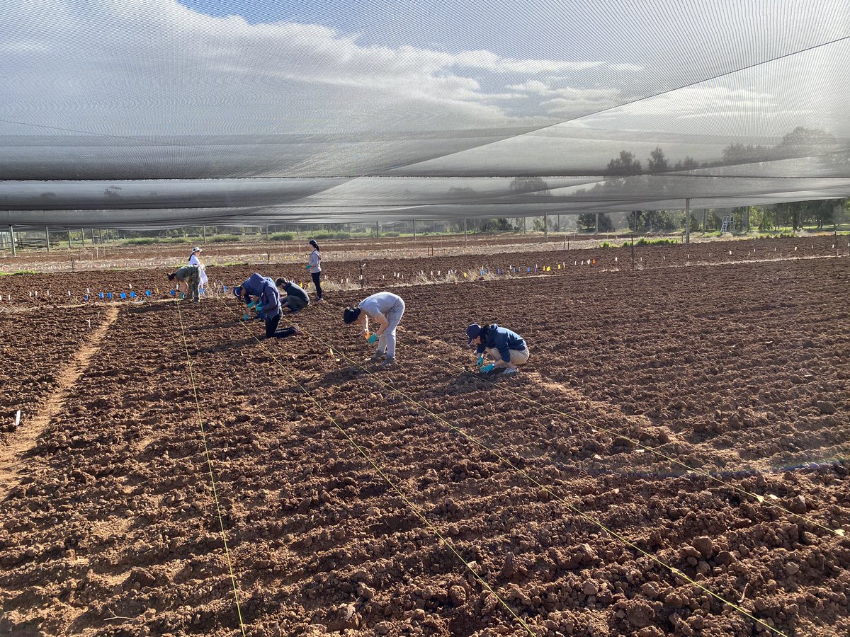 drtucks's tweet photo. 2500 socially distanced, hand sown mutant barley lines... finished just before a downpour. My soft keyboard hands are spent 🤪@waiteresearch @kentonp_ag @SAGrainTrust #barley #letshopetheygerminate https://t.co/FoMRgO7yD2