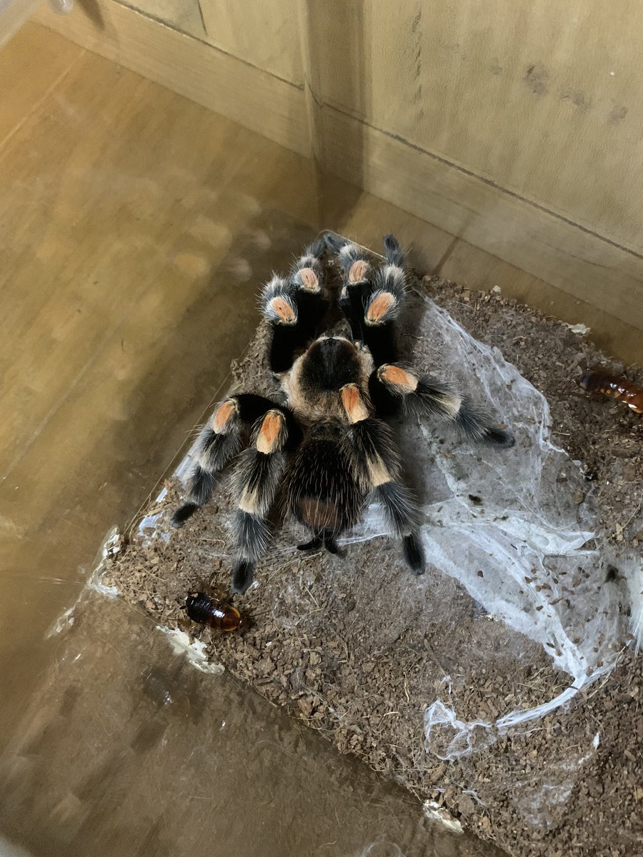 タランチュラ飼育者 1月26日 このときすでに全然食事せず この下の巣は なんのためだったんだろう