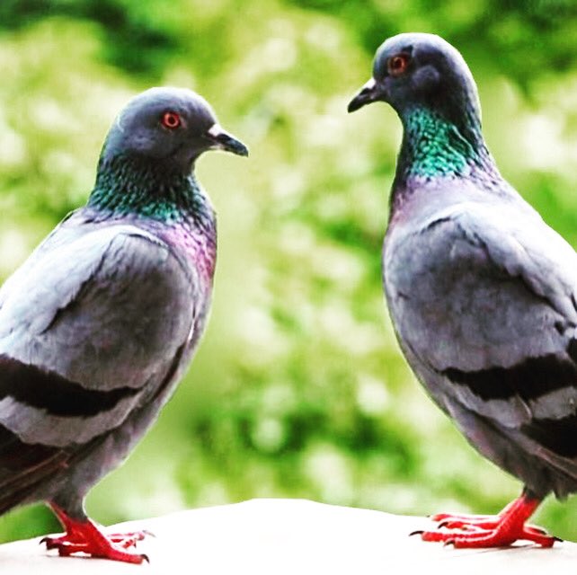 baagiibar73's tweet image. 