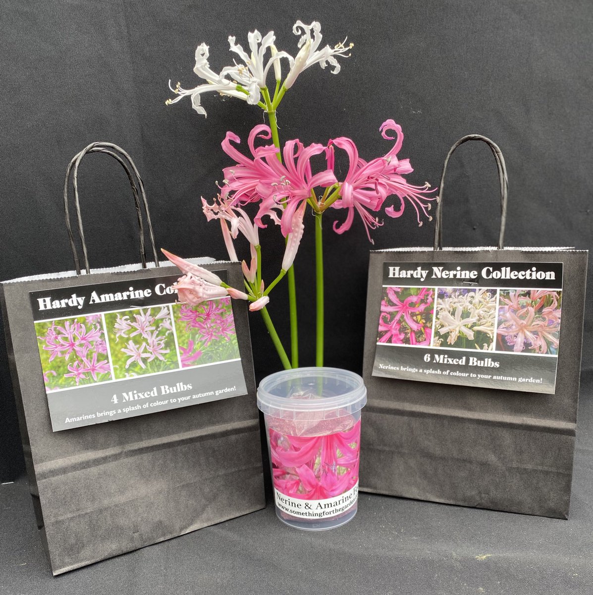 GreatAgapanthus's tweet photo. The Virtual RHS Malvern Spring Festival SHOW SPECIAL OFFER! We can’t bring them to the show but we can send them to your door! #Nerine https://t.co/6sfVTKqFdG
@the_rhs @MalvernShows #showopen
#RHSMalvernSpringFestival #rhsmalvernspringshow
#malvernshows #3counties #RHSMalvern https://t.co/wOvbd2lhAE