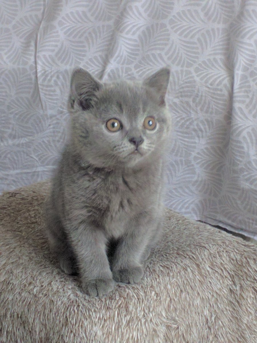 Xu Yu Twitterissa 以前没养过这种猫 相处了才知道 这种著名的品种有著名的道理 性格真好啊 一进家门毫不 畏惧 巡视一番就开始自由活动和互动了 安静调皮的都恰到好处 不吵不叫 是个优秀的陪伴者