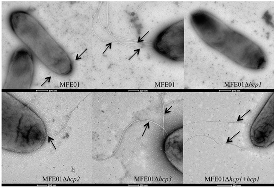 Crosstalk between the Type VI Secretion System and the Expression of Class IV #Flagellar Genes in the #Pseudomonas fluorescens MFE01 Strain
mdpi.com/2076-2607/8/5/…