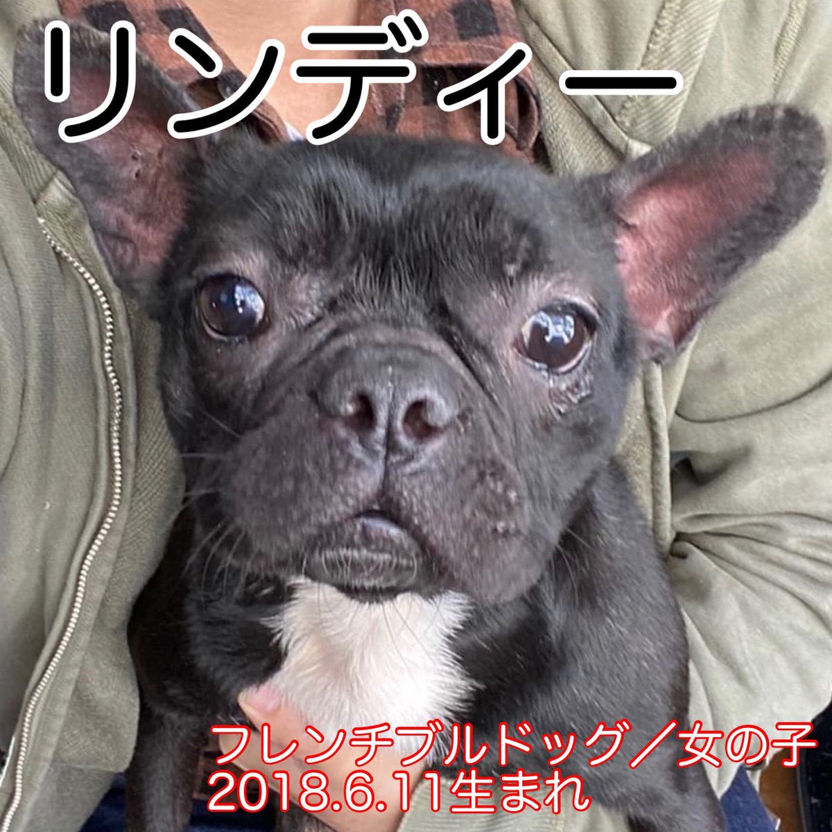 フレンチ ブルドッグ 子犬 譲り ます 無料