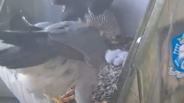 BBCLookNorth's tweet photo. Two peregrine chicks have been spotted after hatching high above Sheffield city centre this morning: https://t.co/yqs1FuOUZ5 https://t.co/zfAJfNdnWH